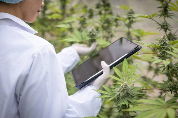 &eacute;volution culture fleurs de CBD
