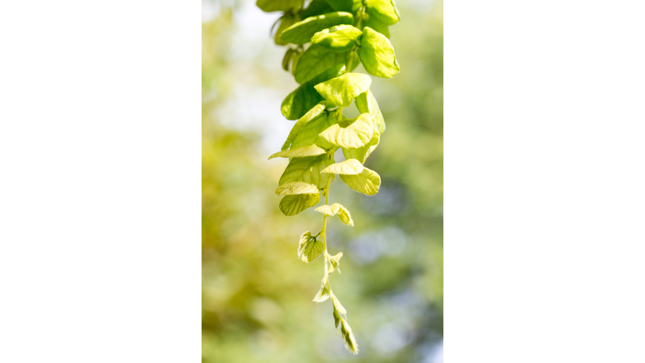 bienfaits du desmodium